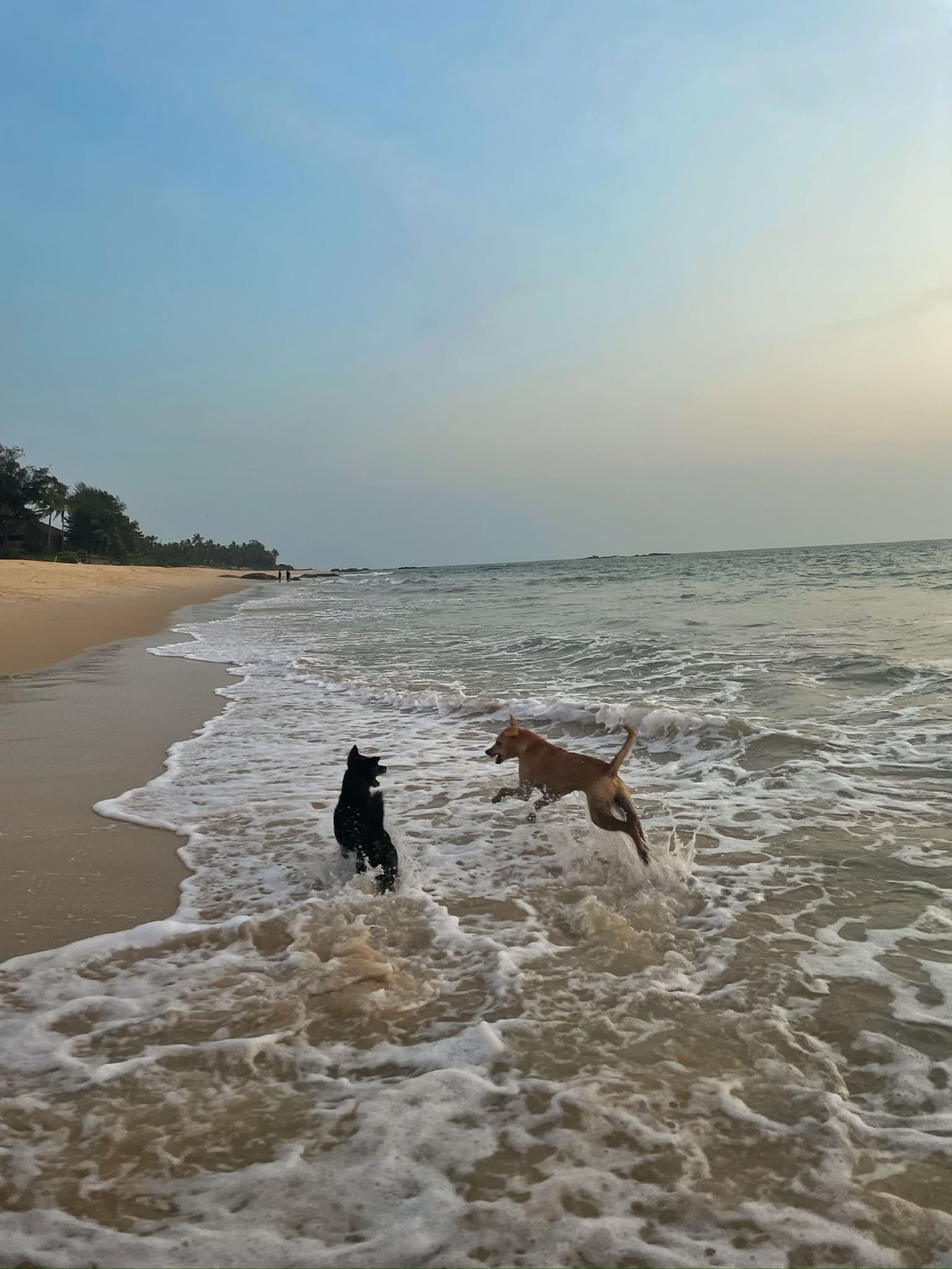 Two dogs playing in the surf on Thottam beach